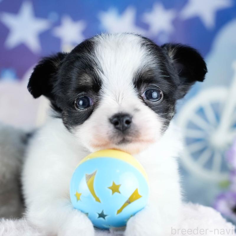 販売中の茨城県のチワワ(ロングコート)-434816