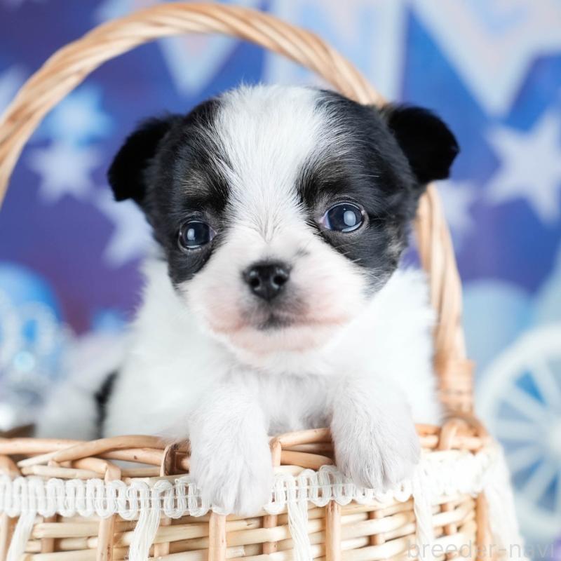 販売中の茨城県のチワワ(ロングコート)-434816の8枚目