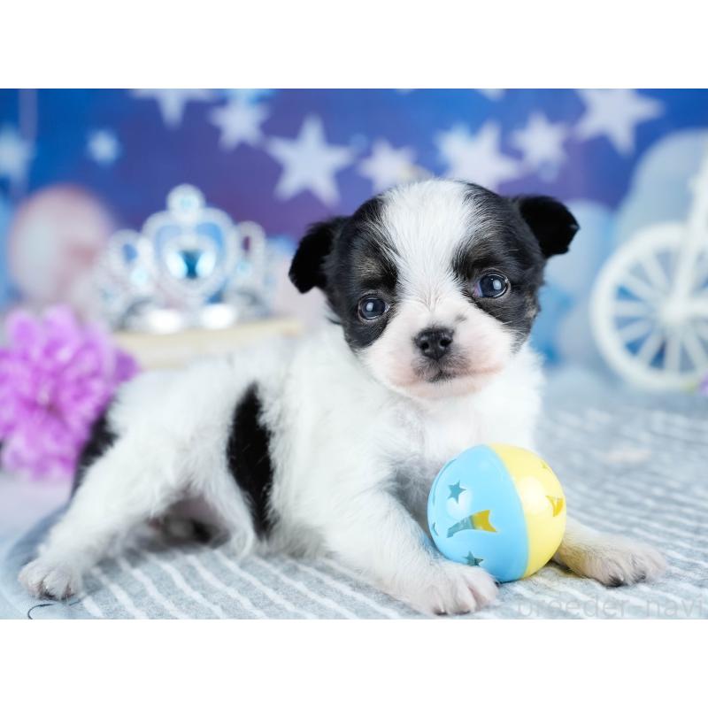 販売中の茨城県のチワワ(ロングコート)-434816の7枚目