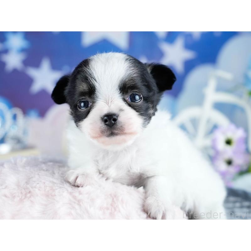 販売中の茨城県のチワワ(ロングコート)-434816の6枚目