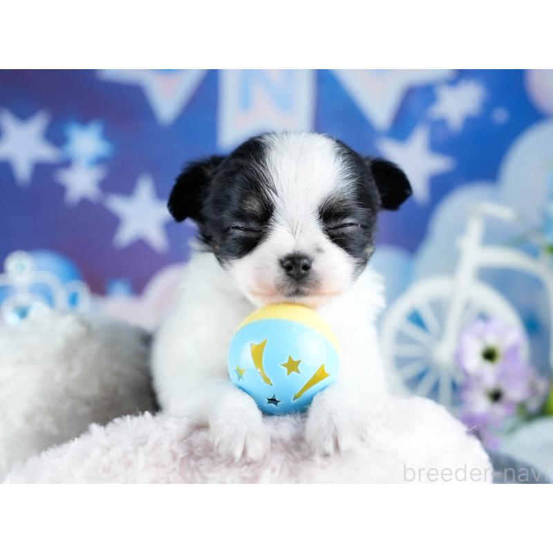 販売中の茨城県のチワワ(ロングコート)-434816の5枚目