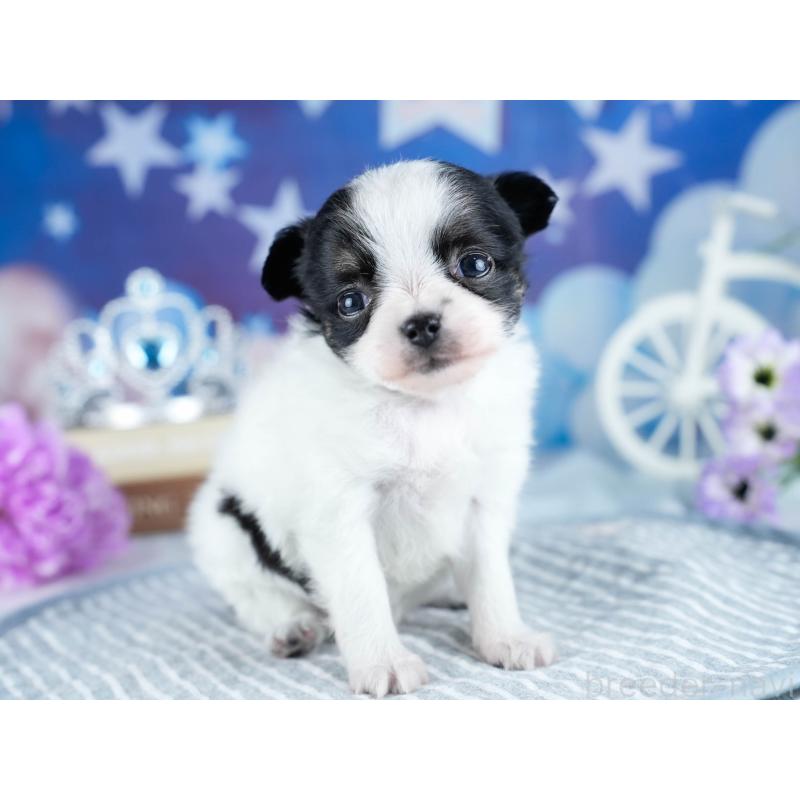 販売中の茨城県のチワワ(ロングコート)-434816の4枚目