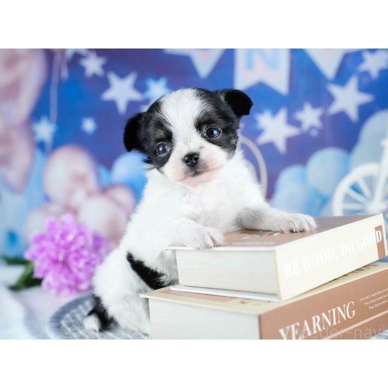 販売中の茨城県のチワワ(ロングコート)-434816の3枚目