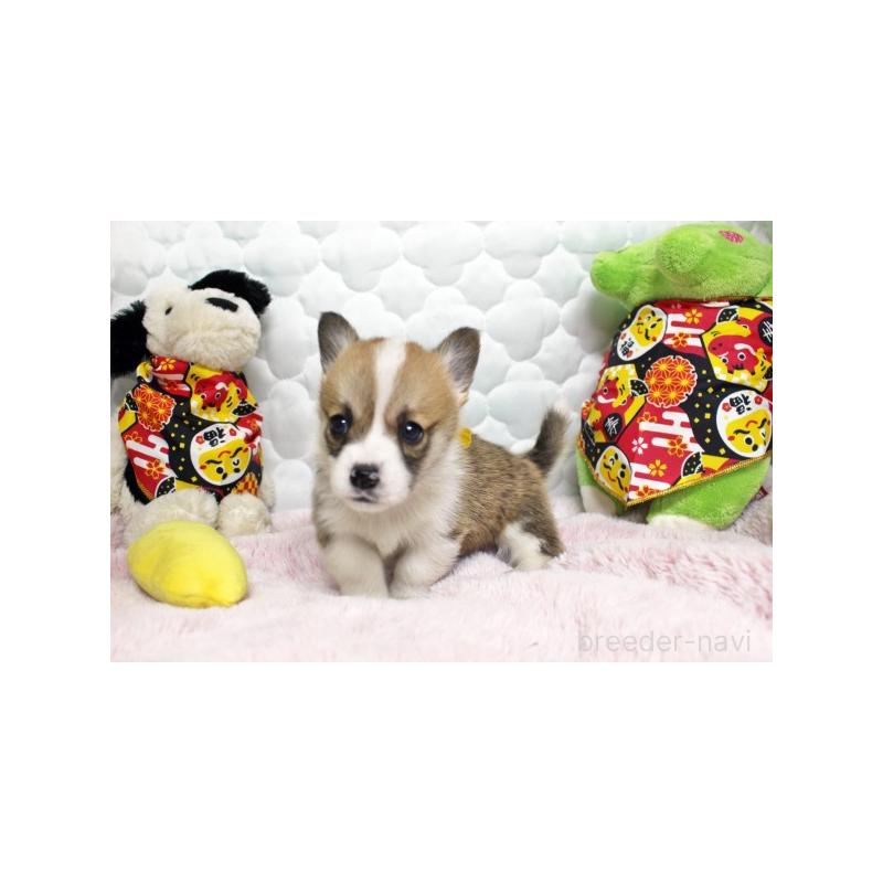 販売中の栃木県のウェルシュコーギーペンブローク-434814の5枚目