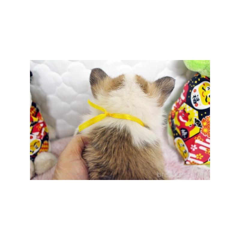 販売中の栃木県のウェルシュコーギーペンブローク-434814の4枚目