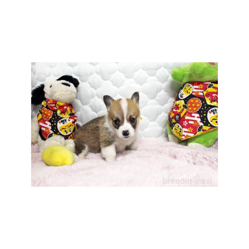 販売中の栃木県のウェルシュコーギーペンブローク-434814の3枚目