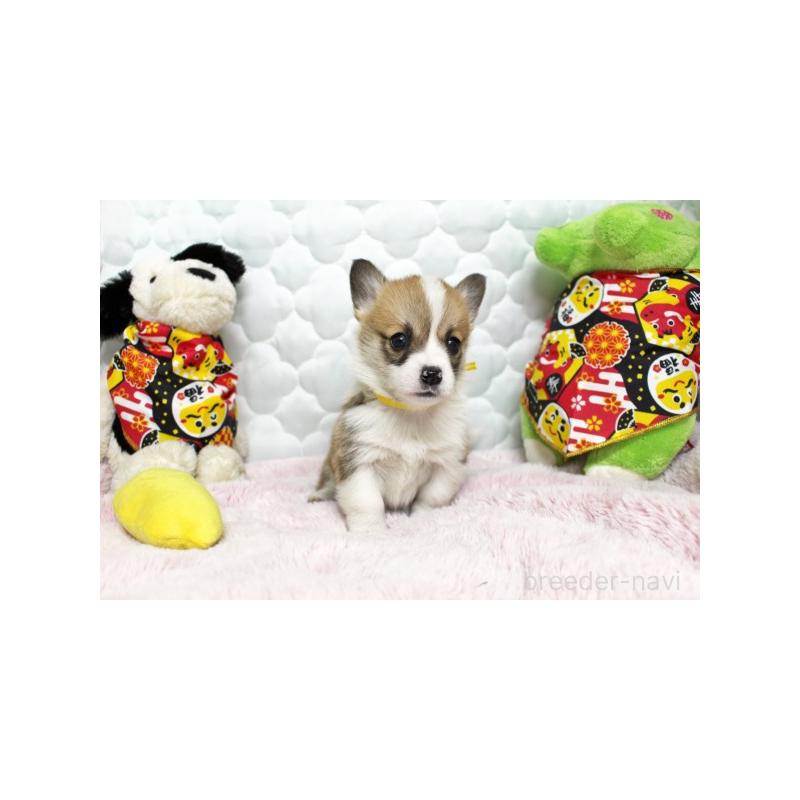 販売中の栃木県のウェルシュコーギーペンブローク-434814の2枚目