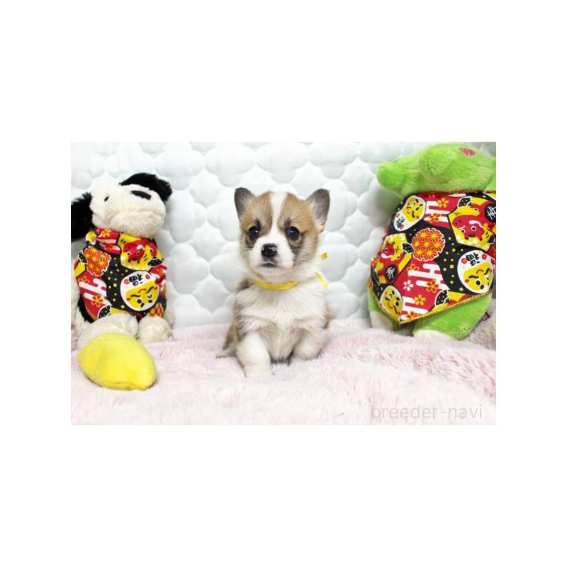 販売中の栃木県のウェルシュコーギーペンブローク-434814の1枚目