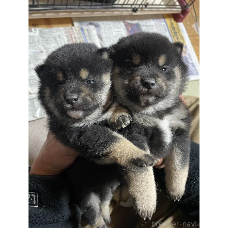 販売中の茨城県の柴犬-434803の3枚目