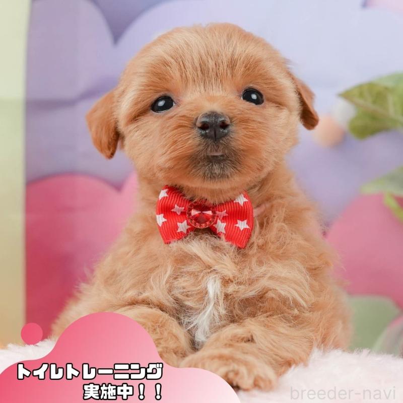 販売中の静岡県のマルプー:マルチーズ×トイプードル-434817の1枚目