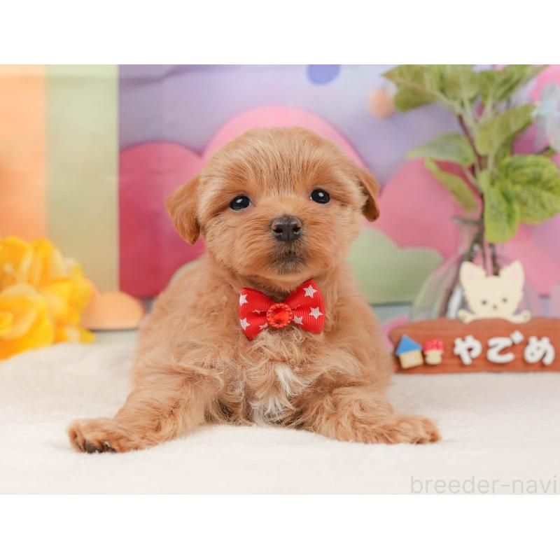 販売中の静岡県のマルプー:マルチーズ×トイプードル-434817の9枚目