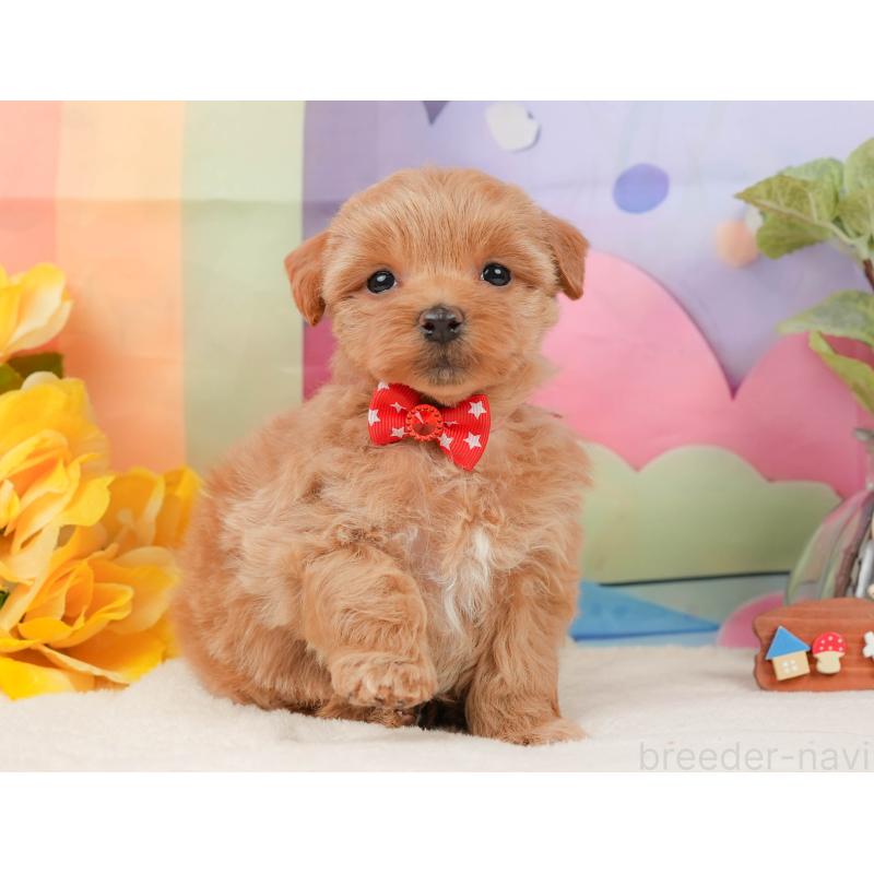 販売中の静岡県のマルプー:マルチーズ×トイプードル-434817の8枚目