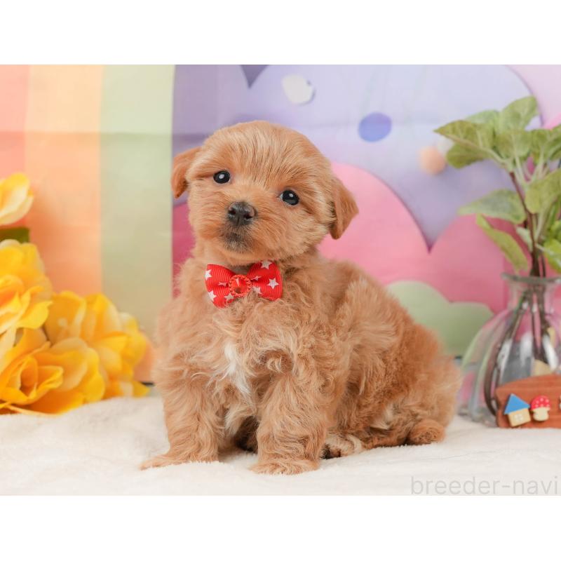 販売中の静岡県のマルプー:マルチーズ×トイプードル-434817の7枚目