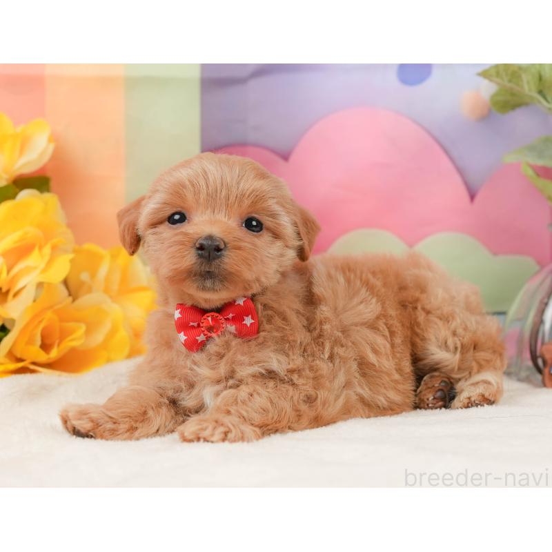 販売中の静岡県のマルプー:マルチーズ×トイプードル-434817の6枚目