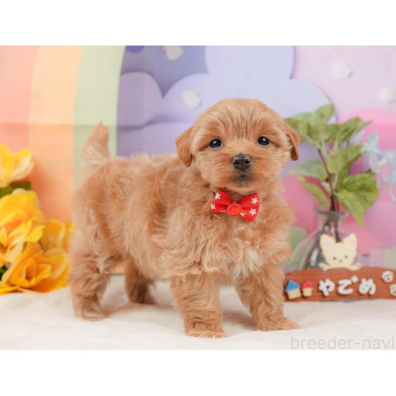 販売中の静岡県のマルプー:マルチーズ×トイプードル-434817の5枚目