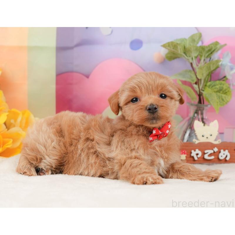 販売中の静岡県のマルプー:マルチーズ×トイプードル-434817の4枚目