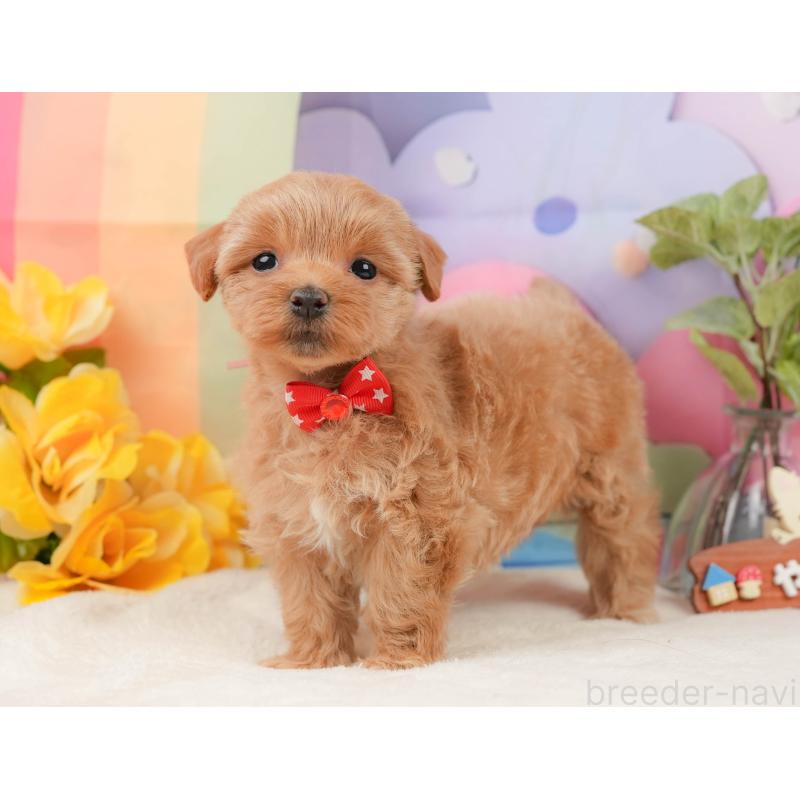 販売中の静岡県のマルプー:マルチーズ×トイプードル-434817の3枚目