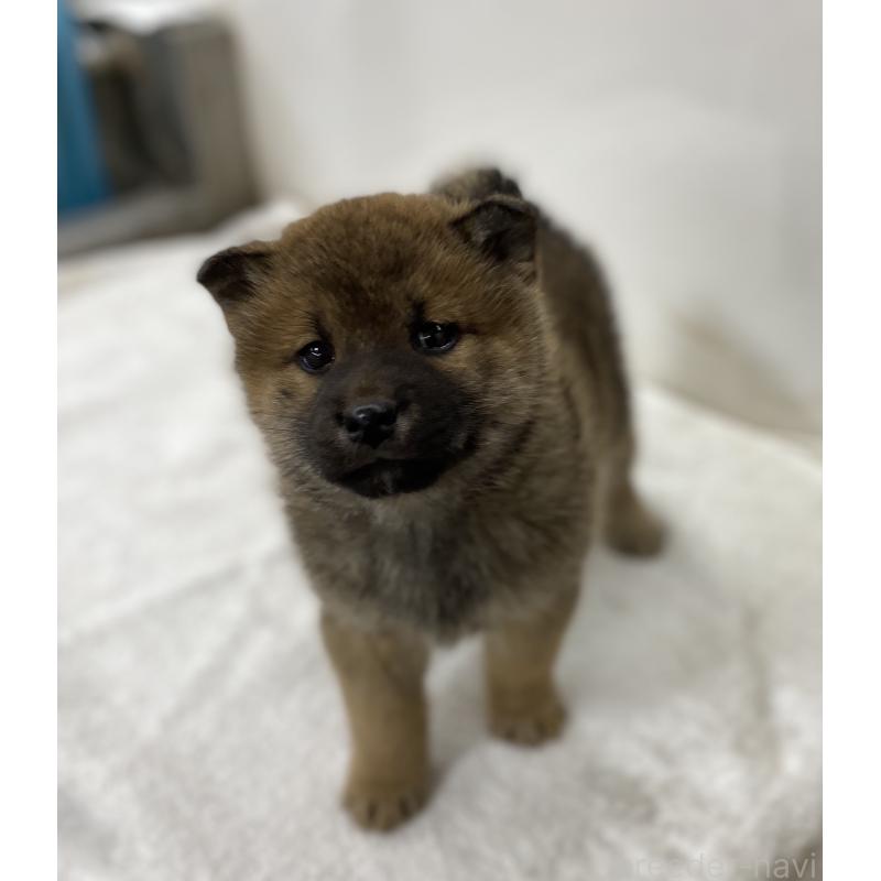販売中の長野県の柴犬-434820の5枚目