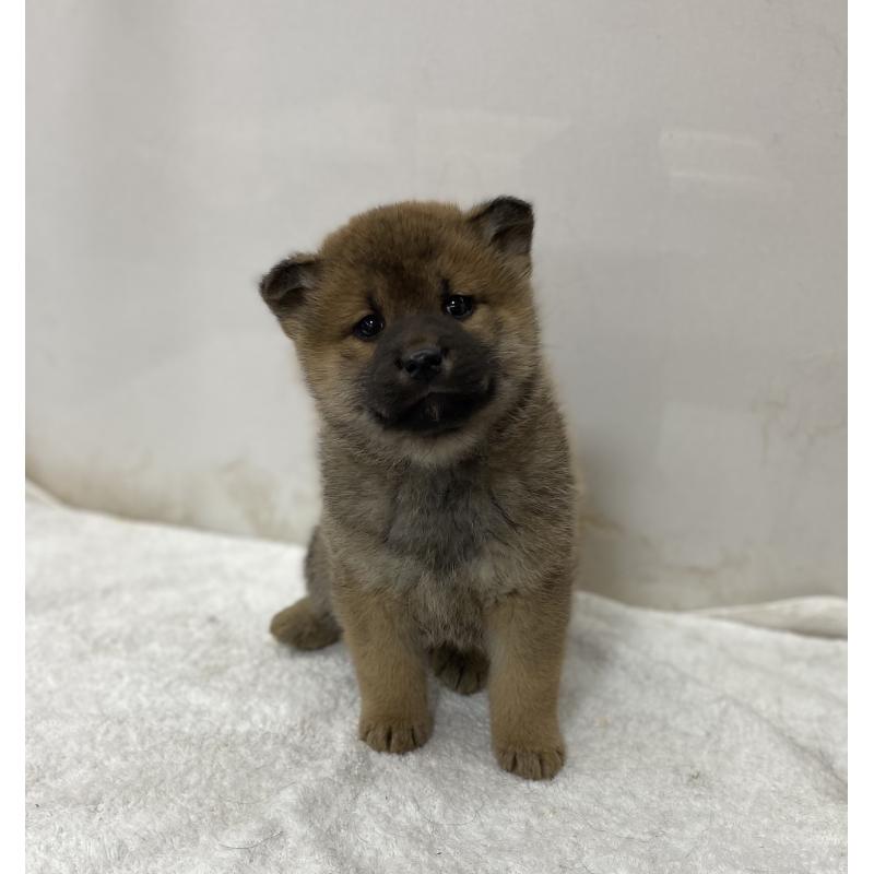 販売中の長野県の柴犬-434820の4枚目