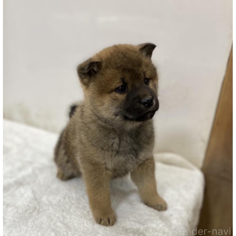 販売中の長野県の柴犬-434820の3枚目