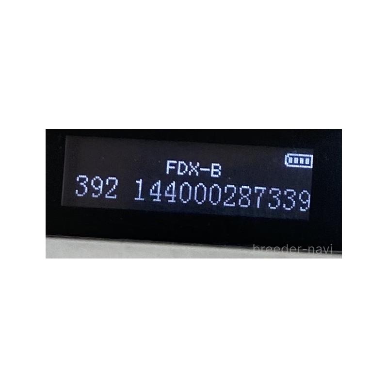 販売中の長野県の柴犬-434820の2枚目