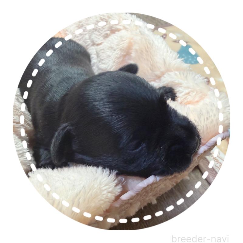 販売中の兵庫県のミニチュアシュナウザー-434828の7枚目