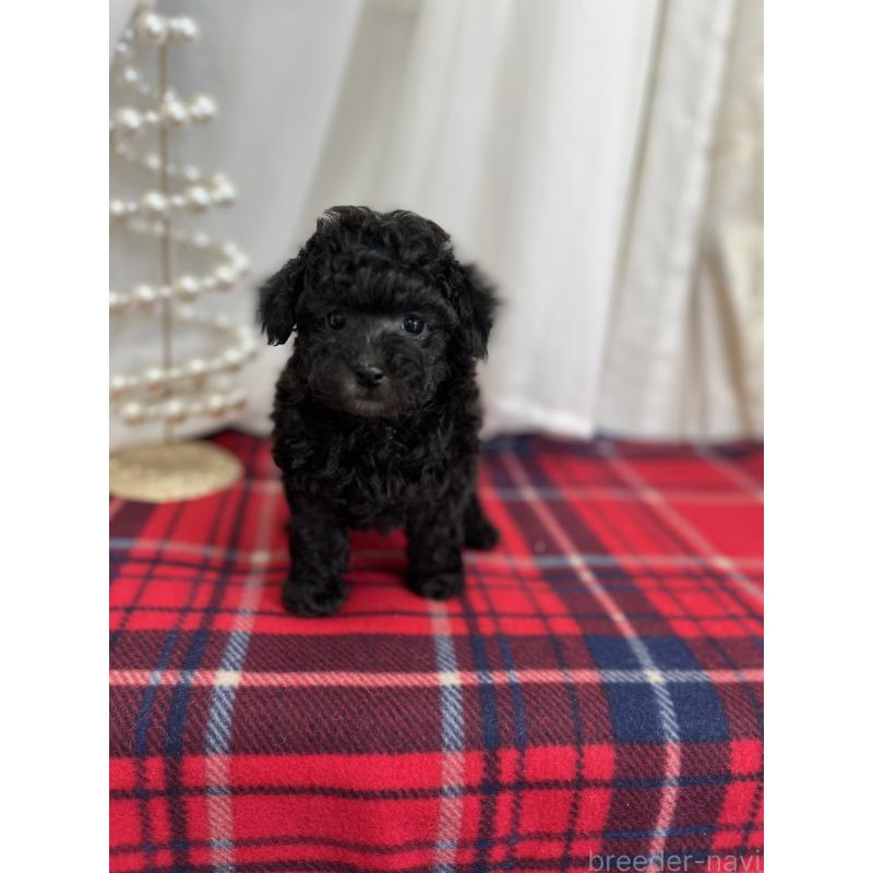 販売中の愛媛県のトイプードル-434824の4枚目