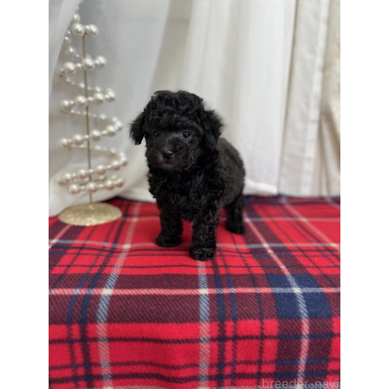 販売中の愛媛県のトイプードル-434824の3枚目