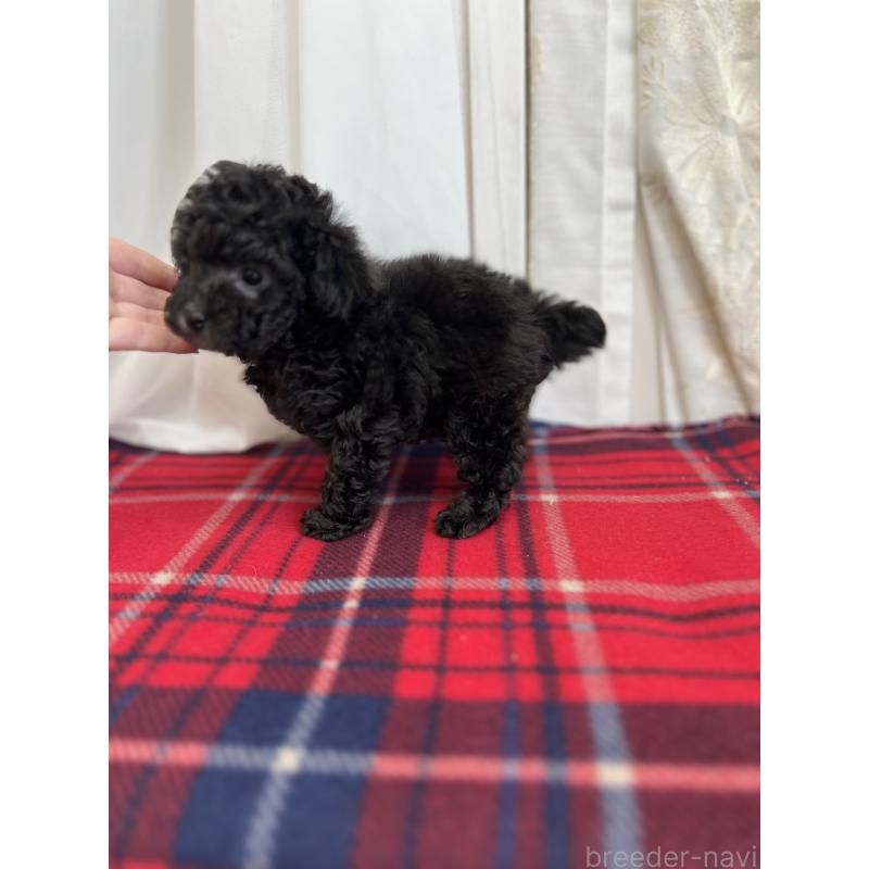 販売中の愛媛県のトイプードル-434824の2枚目