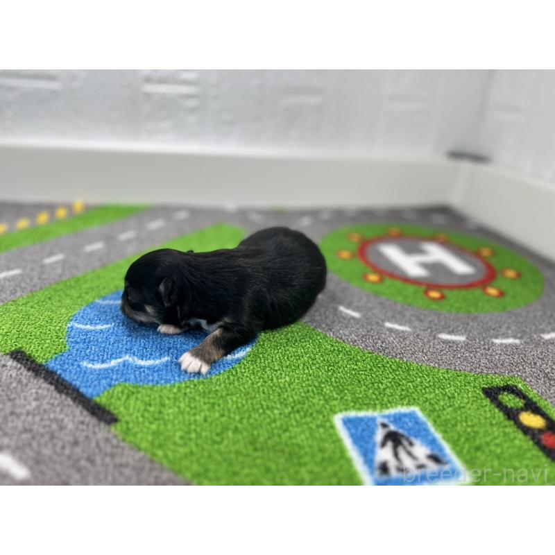 販売中の愛知県のチワワ(ロングコート)-434827の6枚目