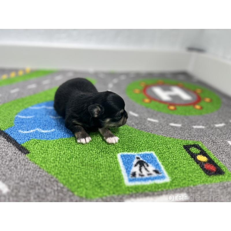 販売中の愛知県のチワワ(ロングコート)-434827の4枚目