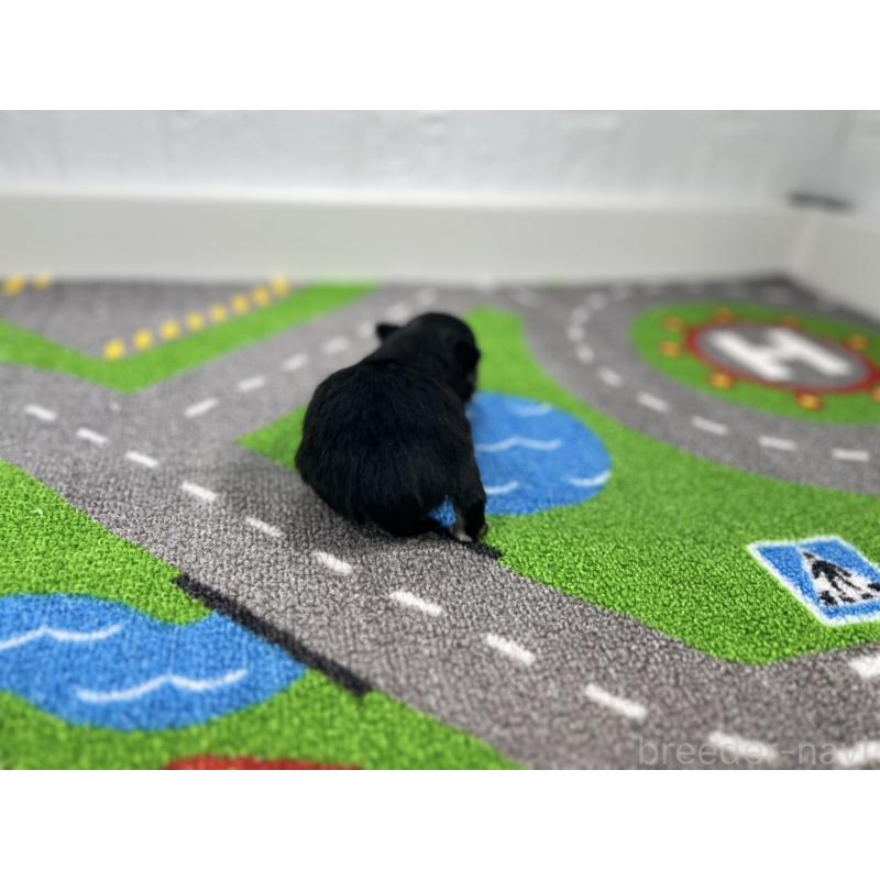 販売中の愛知県のチワワ(ロングコート)-434827の3枚目