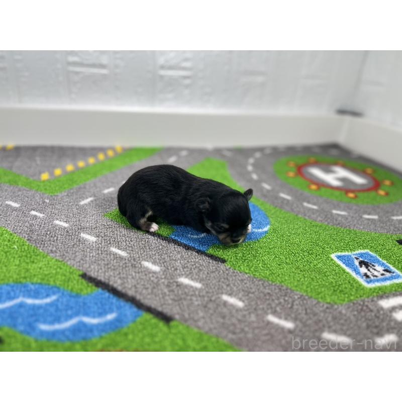 販売中の愛知県のチワワ(ロングコート)-434827の2枚目