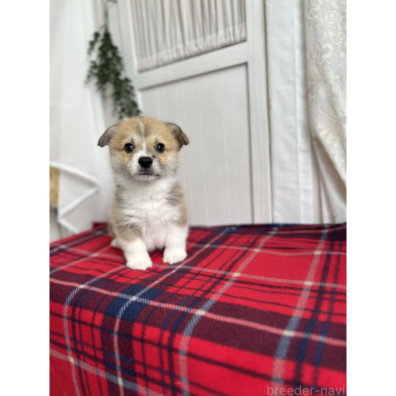 成約済の愛媛県のウェルシュコーギーペンブローク-431871の9枚目