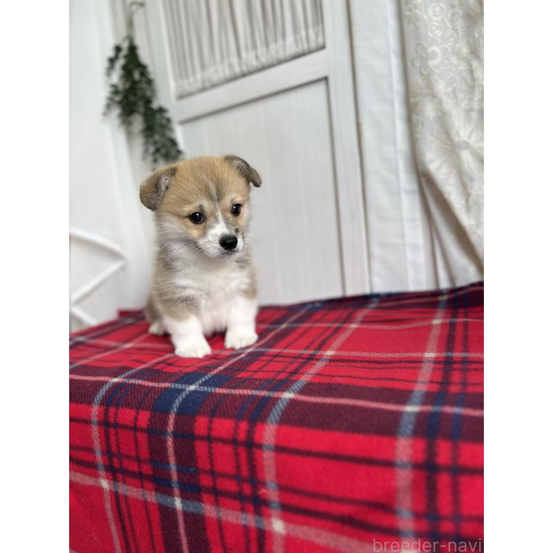 成約済の愛媛県のウェルシュコーギーペンブローク-431871の8枚目