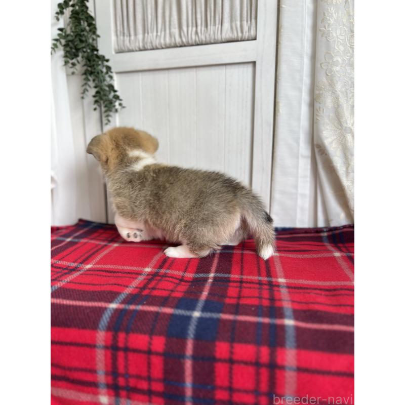 成約済の愛媛県のウェルシュコーギーペンブローク-431871の7枚目