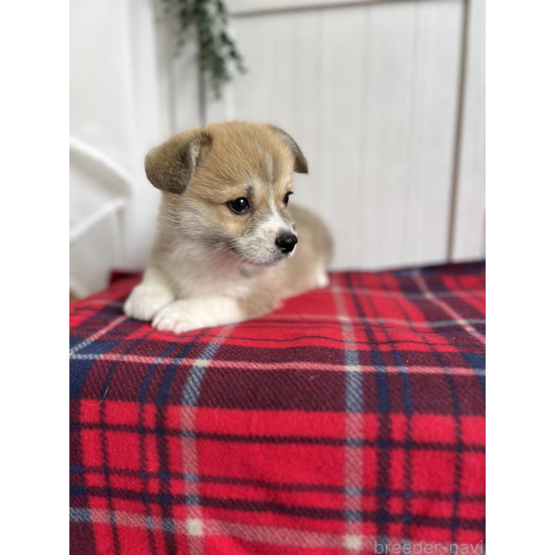 成約済の愛媛県のウェルシュコーギーペンブローク-431871の6枚目