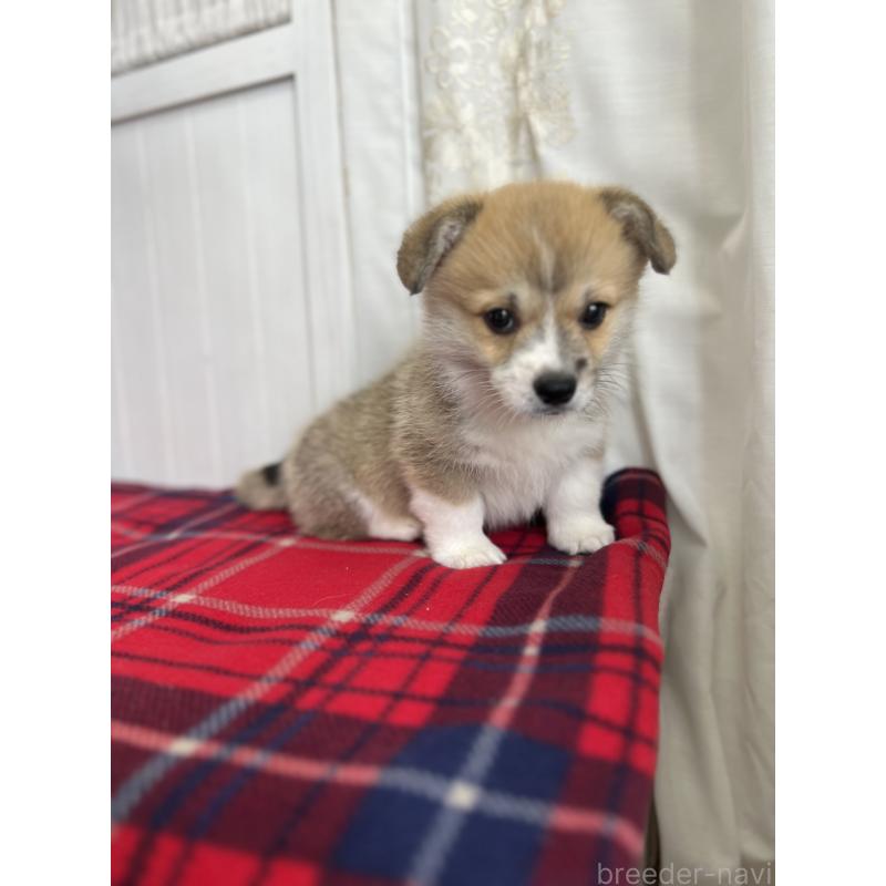 成約済の愛媛県のウェルシュコーギーペンブローク-431871の5枚目