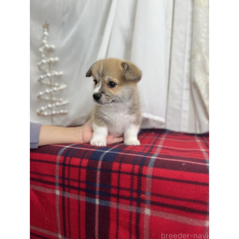 成約済の愛媛県のウェルシュコーギーペンブローク-431871の4枚目