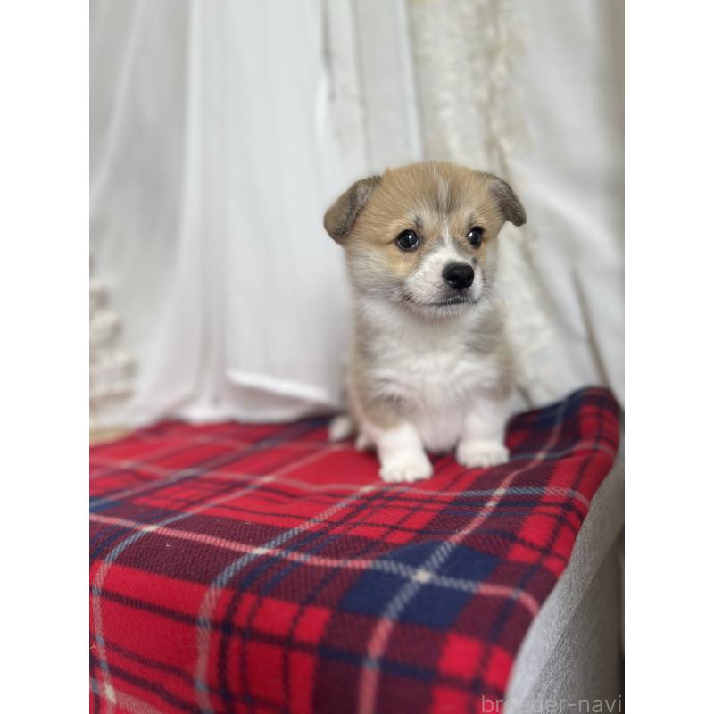 成約済の愛媛県のウェルシュコーギーペンブローク-431871の3枚目