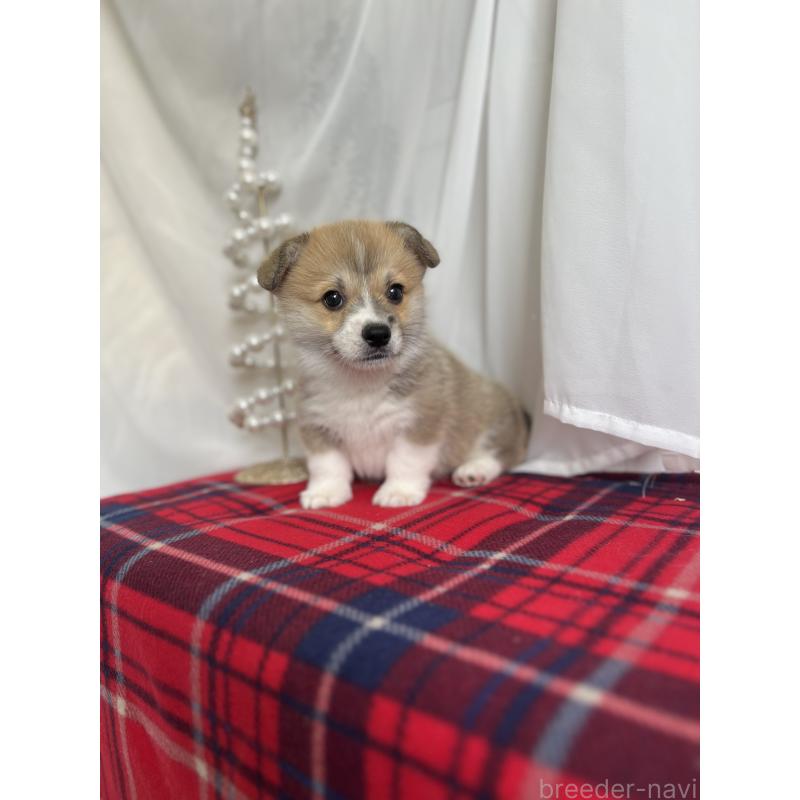 成約済の愛媛県のウェルシュコーギーペンブローク-431871の2枚目