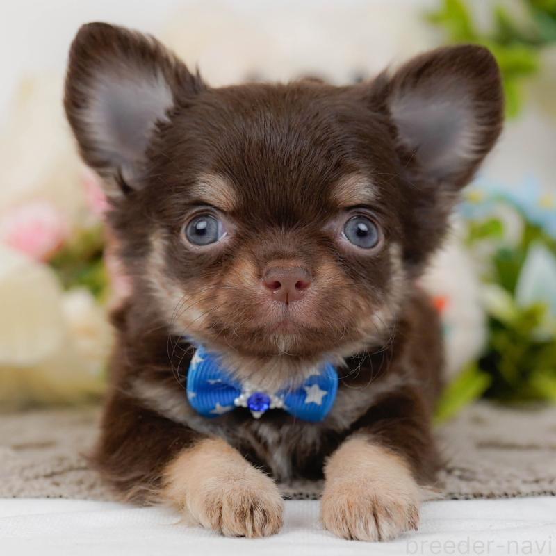 販売中の神奈川県のチワワ(ロングコート)-434833