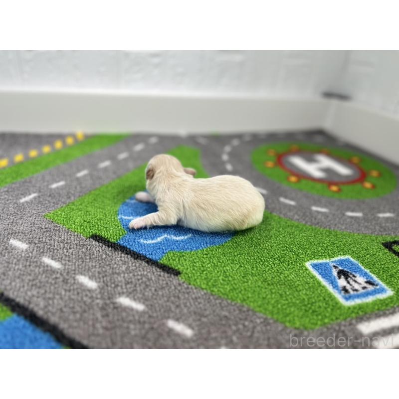 販売中の愛知県のチワワ(ロングコート)-434830の6枚目