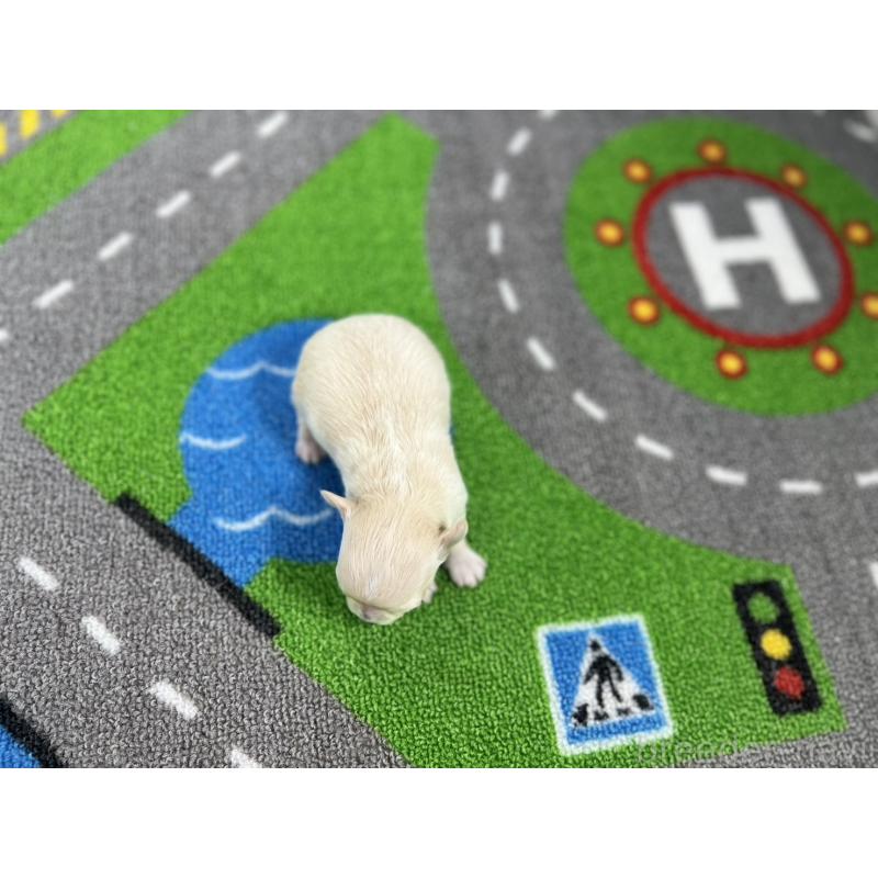 販売中の愛知県のチワワ(ロングコート)-434830の5枚目