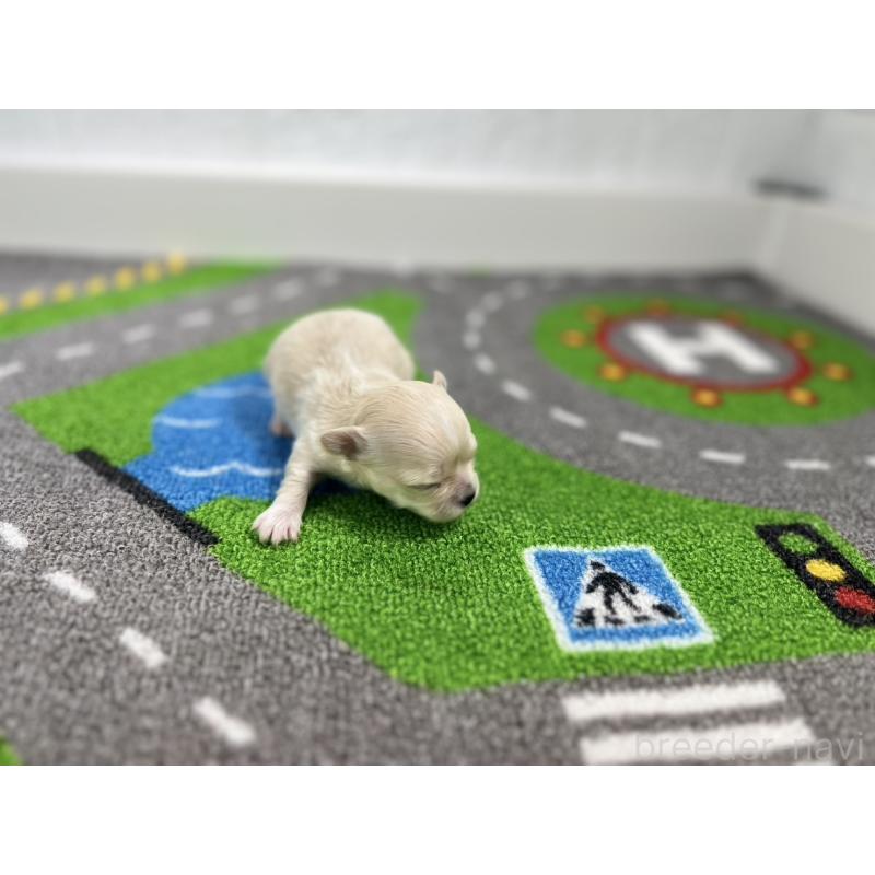 販売中の愛知県のチワワ(ロングコート)-434830の4枚目