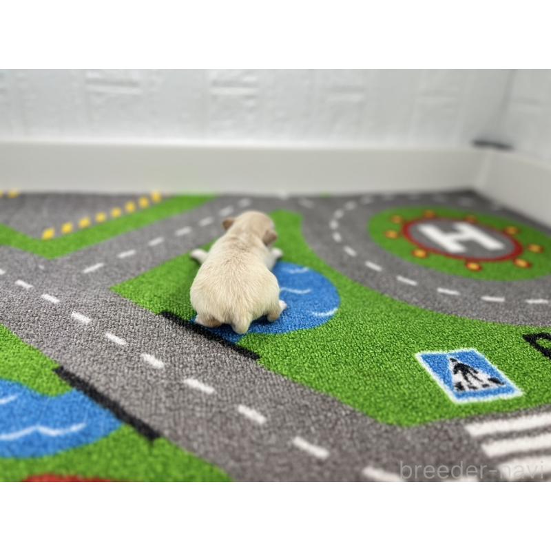 販売中の愛知県のチワワ(ロングコート)-434830の3枚目