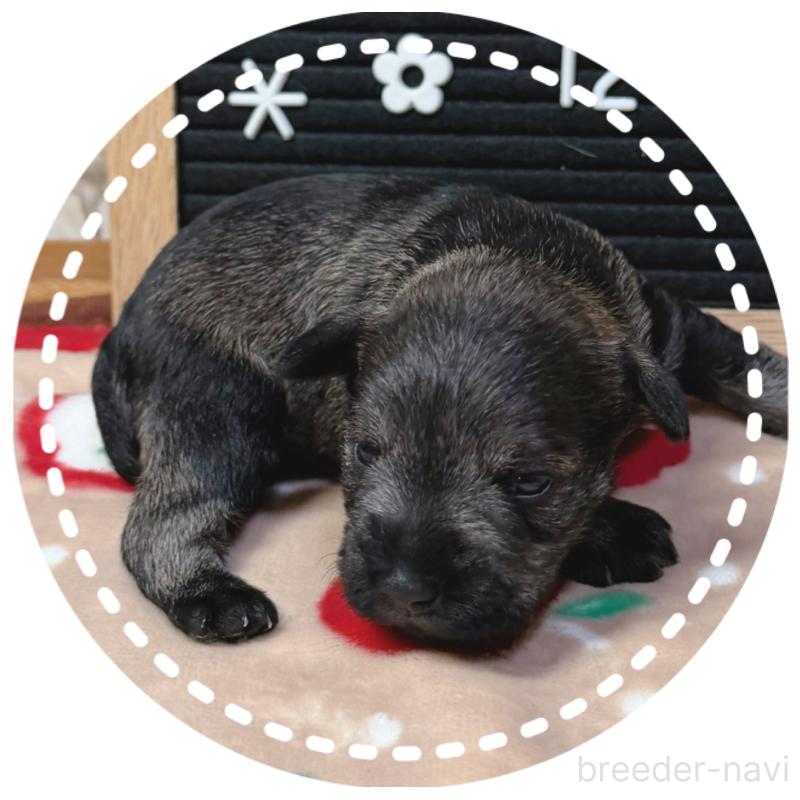 販売中の兵庫県のミニチュアシュナウザー-434834の5枚目