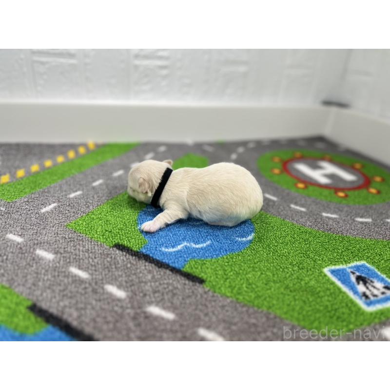 販売中の愛知県のチワワ(ロングコート)-434832の6枚目