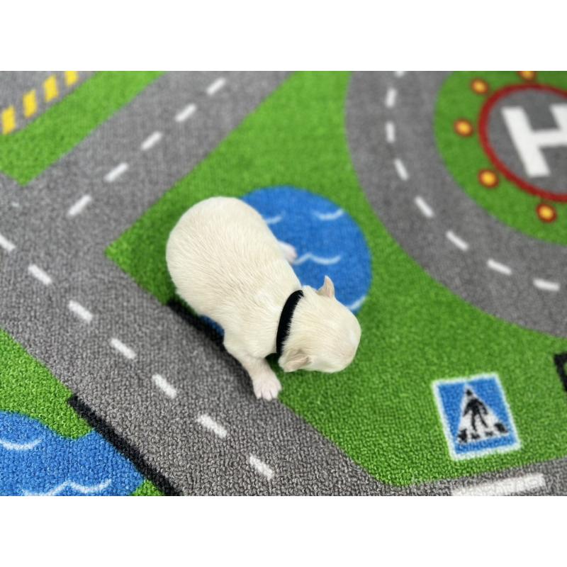 販売中の愛知県のチワワ(ロングコート)-434832の5枚目