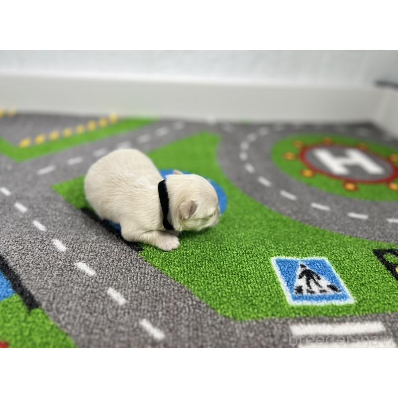 販売中の愛知県のチワワ(ロングコート)-434832の4枚目